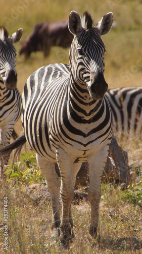 a portrait of a zebra