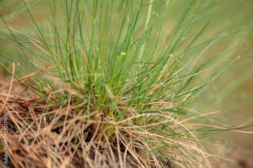 closeup of grass