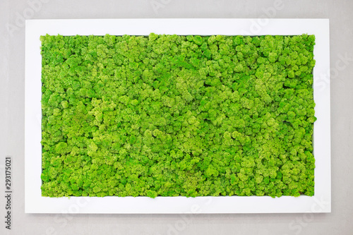 Green moss on the wall in the form of a picture. Beautiful white frame for a picture. Ecology. photo