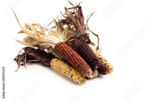 colorful thanksgiving dried Indian corn isolated on white photo