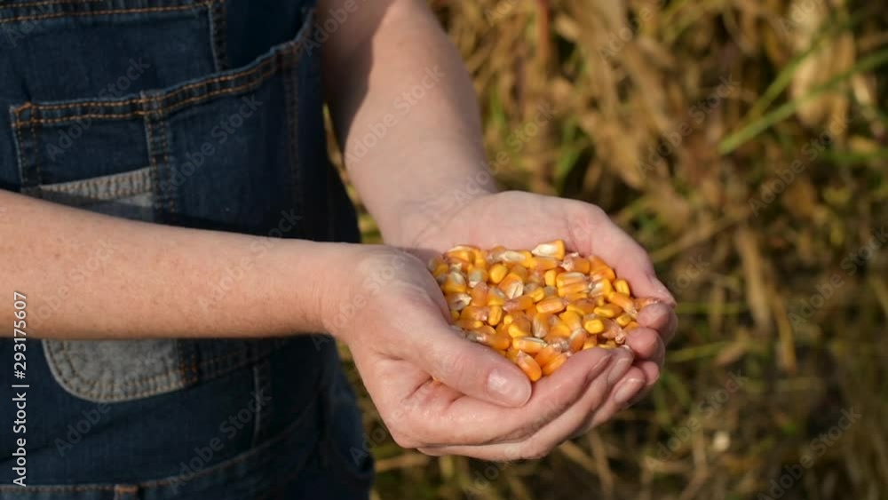 Female farmer handful of harvested corn kernels Female farmer handful of harvested corn kernels
