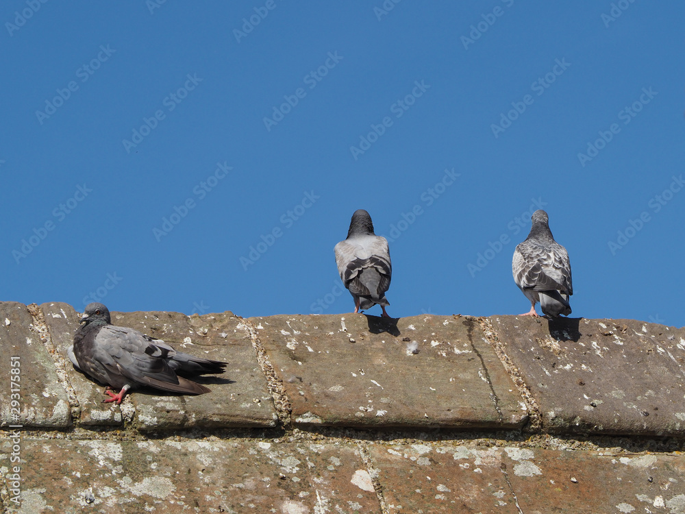 Fototapeta premium domestic pigeon animal
