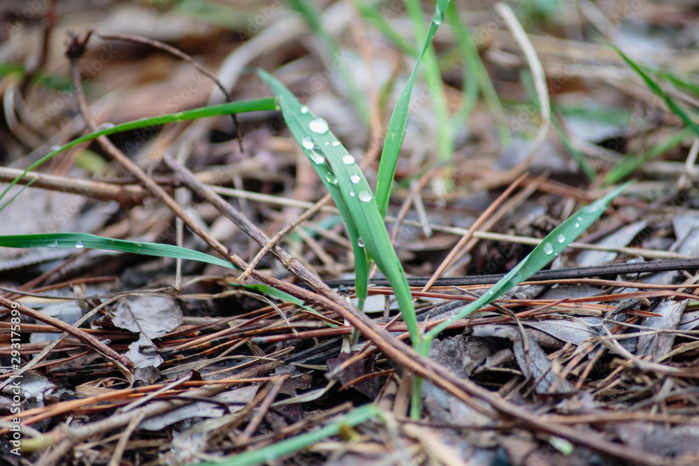 Green grass. Dew. Background. Close-up. Green grass. Dew. Background. Close-up.