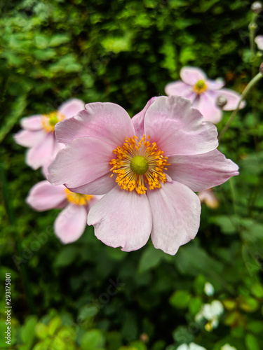 Close up shot of Japanese Anemone flowers