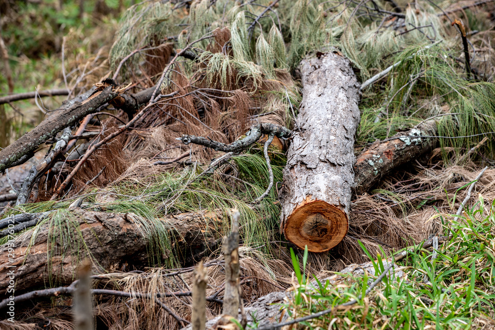 Obraz premium Arbre coupé