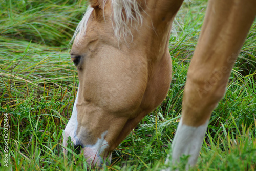 Ein grasendes hellbraunes Pferd photo