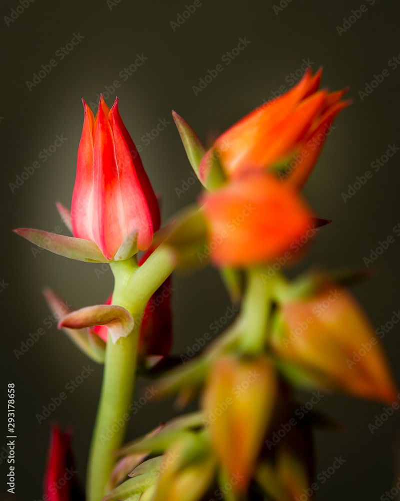 Close up of budding  Echeveria Afterglow Succulent with red buds against black background.