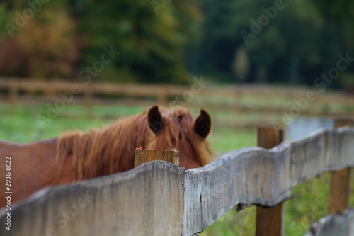 Braunes Pferd versteckt hinterm Zaun photo