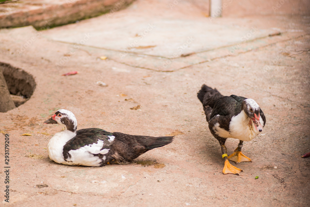 Fototapeta premium gray and white duck resting