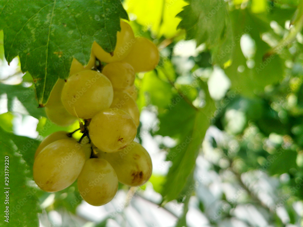 Fototapeta premium green bunch of grapes on the grape vine branch