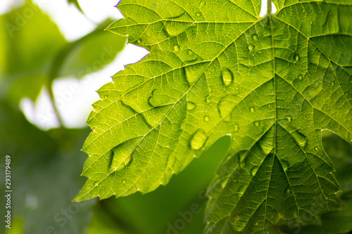 Regentropfen auf einem Ahornblatt scheinen bei Sonnenlicht durch ein grünes Blatt und lassen die Blattadern und das Chlorophyll strahlend leuchten als Zeichen von Vitalität und Frische