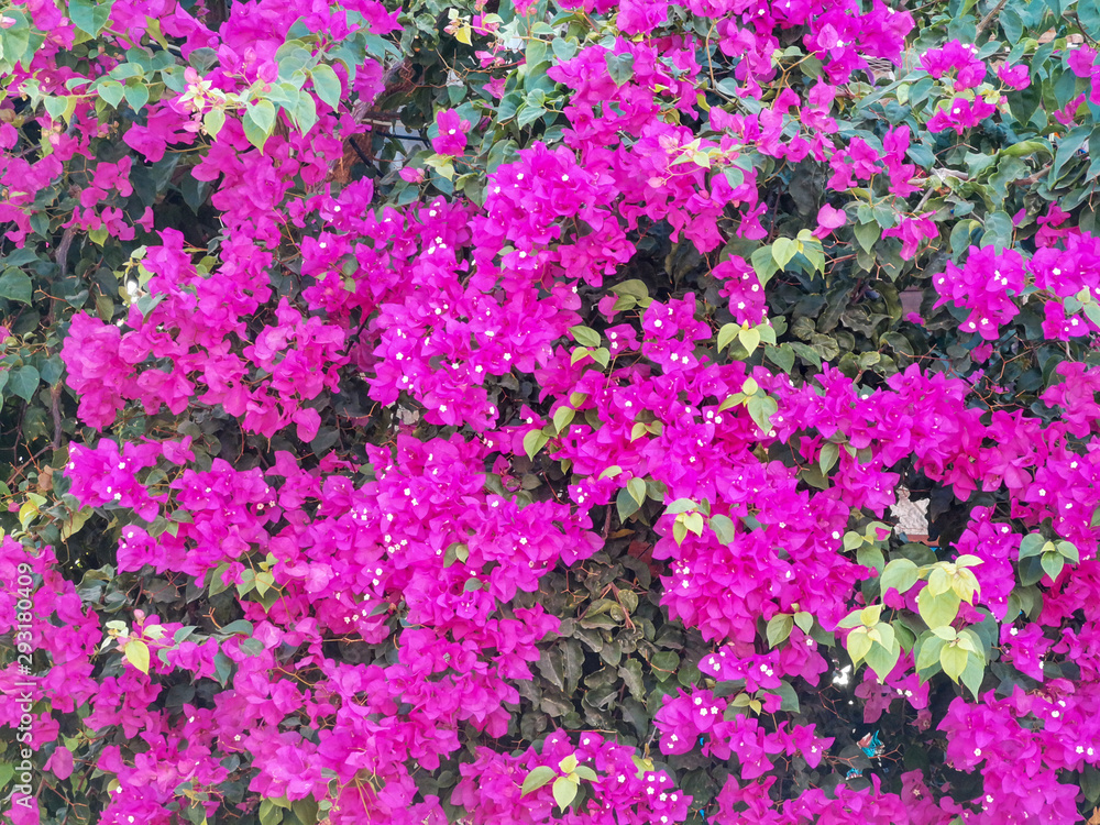 Naklejka premium bougainvillea magenta pink purple flowers
