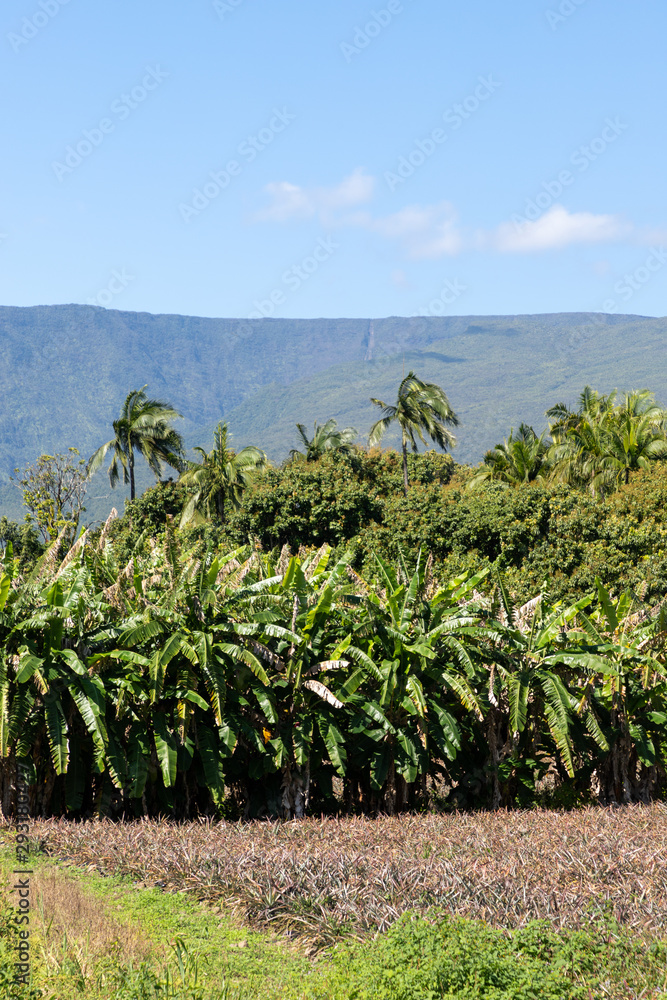 Bananeraie à la Réunion