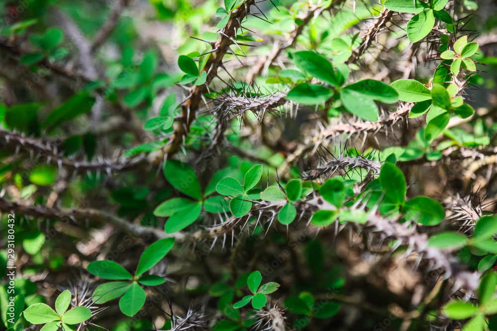 Thorn Bush with green leaves shallow depth of field Thorn Bush with green leaves shallow depth of field