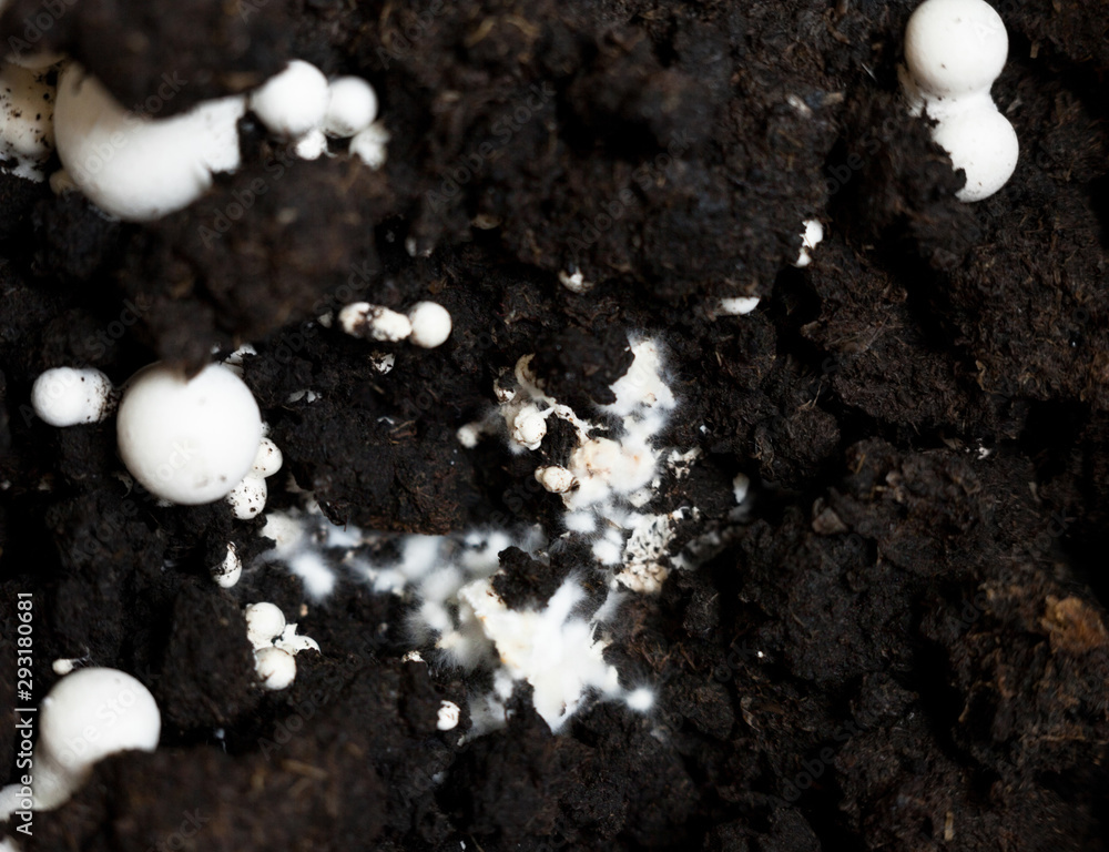 Button mushrooms in the ground Button mushrooms in the ground