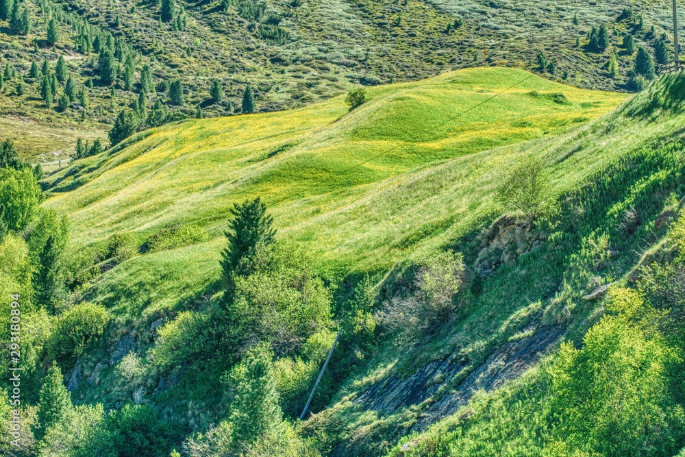 alpejskie łąki kwitnące na żółto w czerwcu, krajobraz alpejskich dolin w austriackim Tyrolu