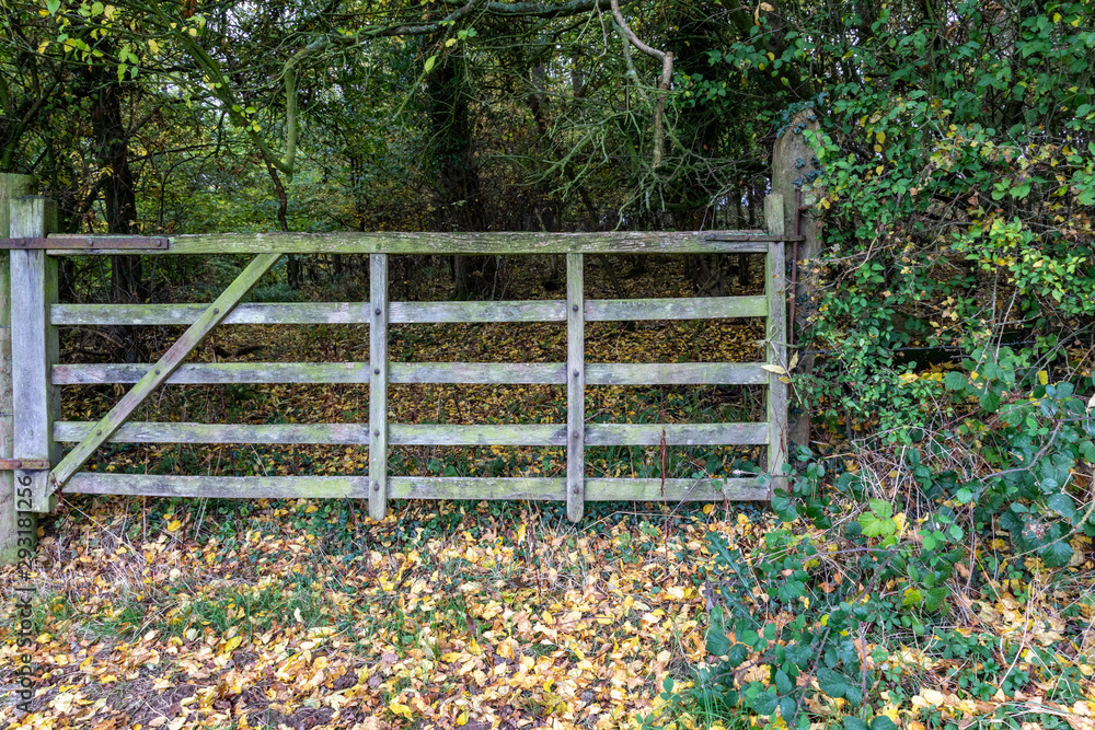 Gate into the untidy wood Gate into the untidy wood