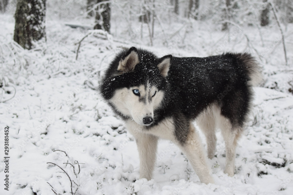 A purebred husky dog wanders through the snowy forest in search of something. Portrait of a blue-eyed husky with a playful look
