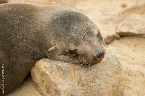 Cape Cross Seal Reserve seal colony