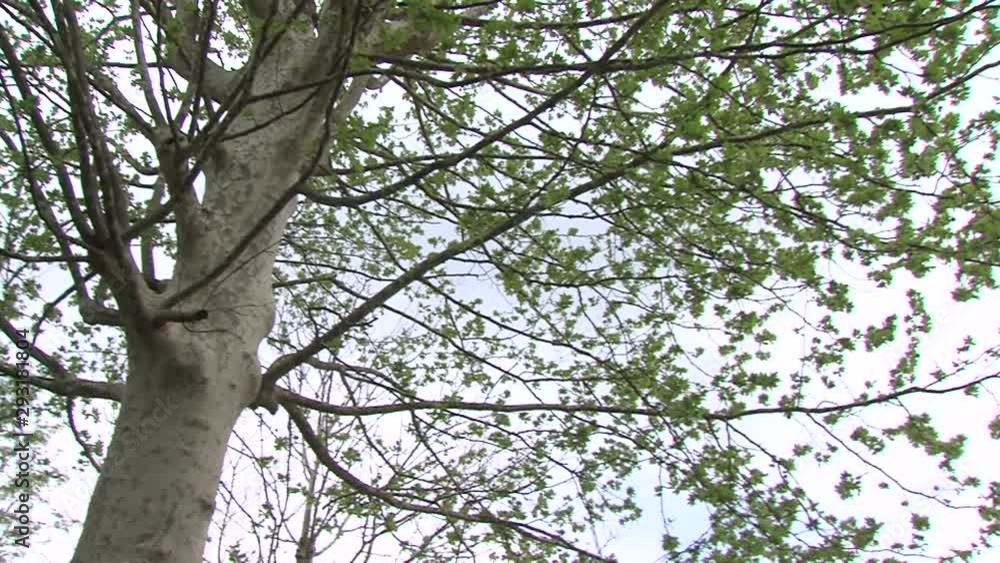 Left pan of plane tree canopy in summer, green leaves on brown trunk. Left pan of plane tree canopy in summer, green leaves on brown trunk.