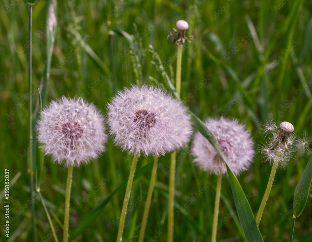 flowering dandelions in summer time flowering dandelions in summer time