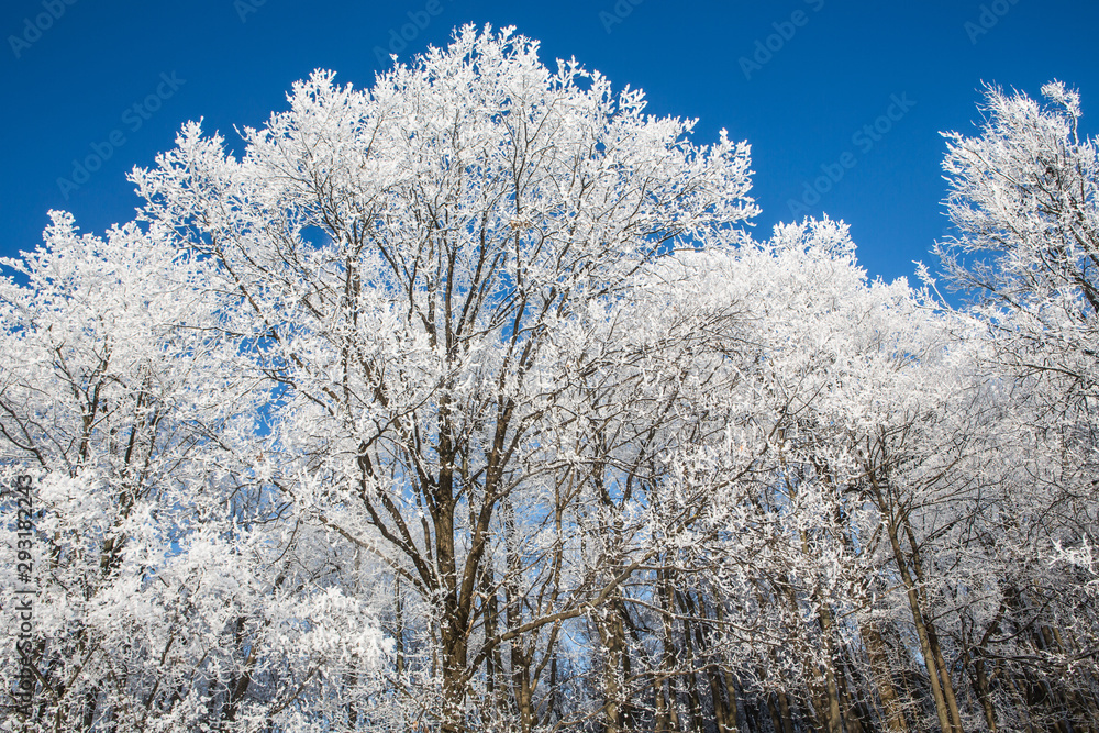 Trees covered with hoarfrost under a bright blue sky in a city park