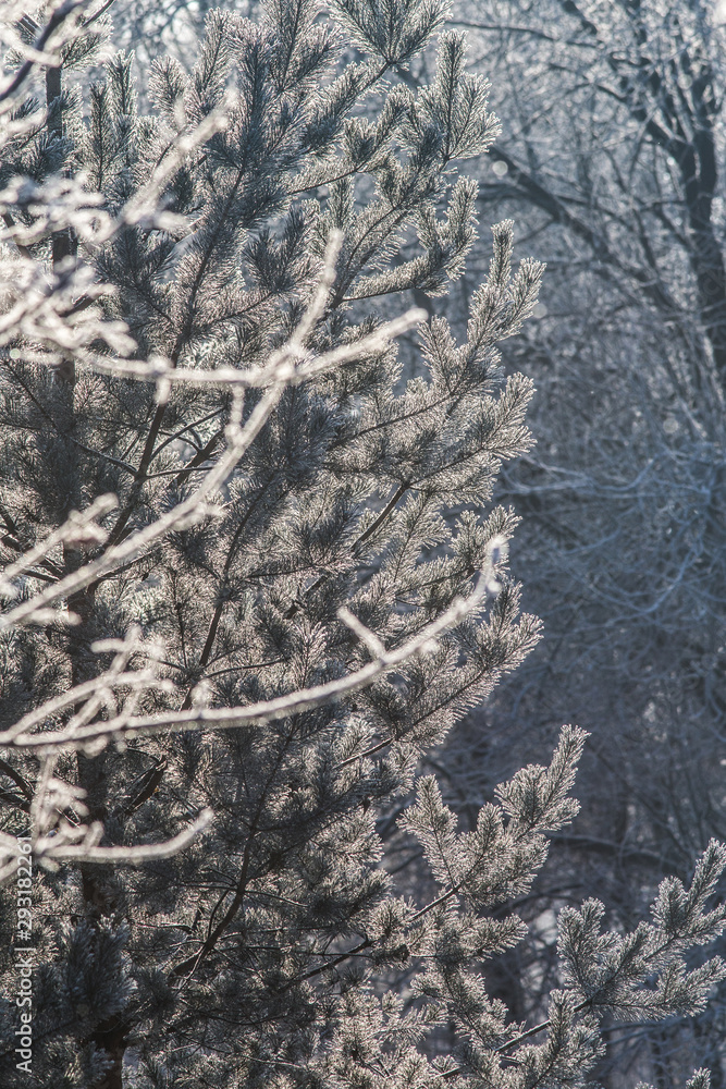 Naklejka premium Hoarfrost covering tree twigs