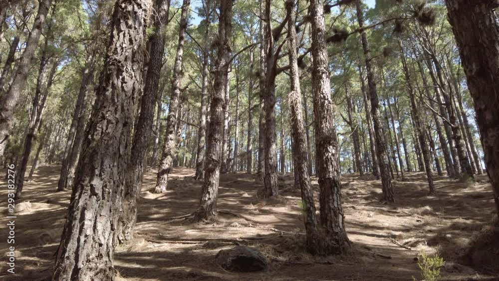 walking through pine trees in coniferous forest on sunny day walking through pine trees in coniferous forest on sunny day