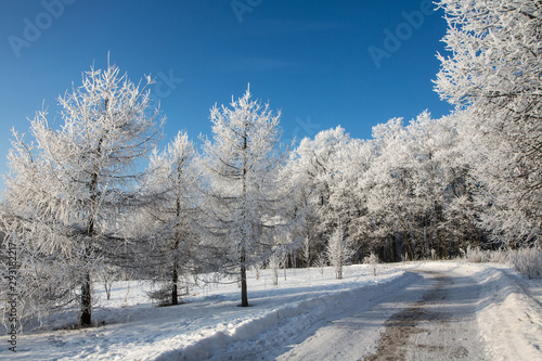 Trees covered with hoarfrost under a bright blue sky in a city park