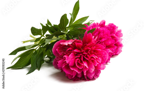 peony flower isolated