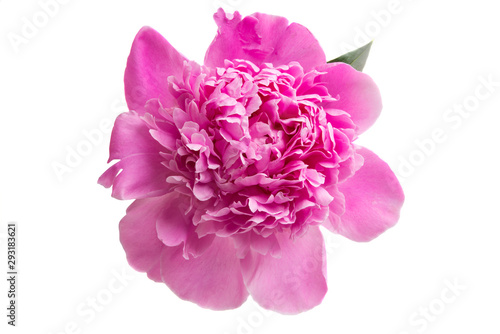 peony flower isolated