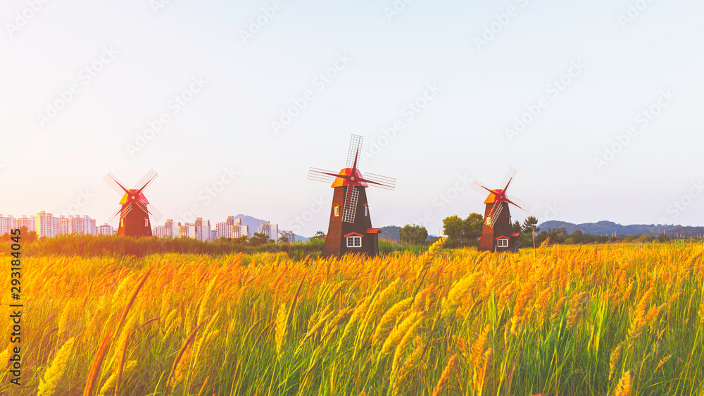 Fototapeta premium Landscape with Grass flower, traditional windmills and houses at Sorae Marsh Ecological Park in Incheon,South Korea