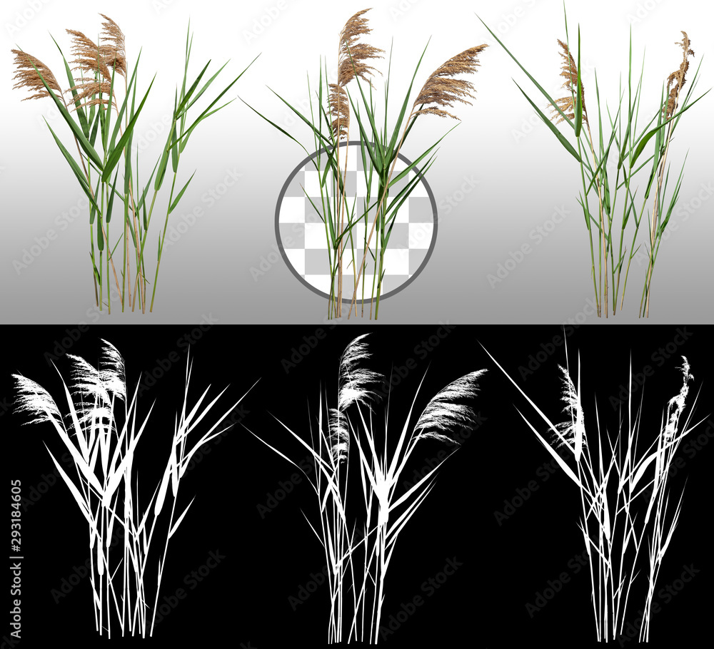 Cattail and reed plant isolated on a transparent background via an alpha channel of great precision. Distaff and bulrush. High quality clipping mask for professional composition. - obrazy, fototapety, plakaty 