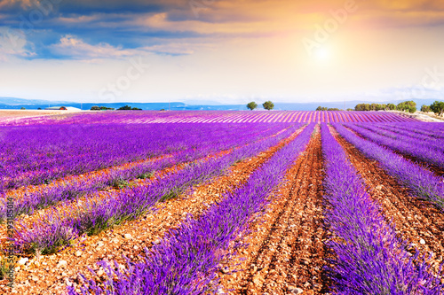 Blooming lavender fields at sunset near Valensole in Provence, France. Beautiful summer nature