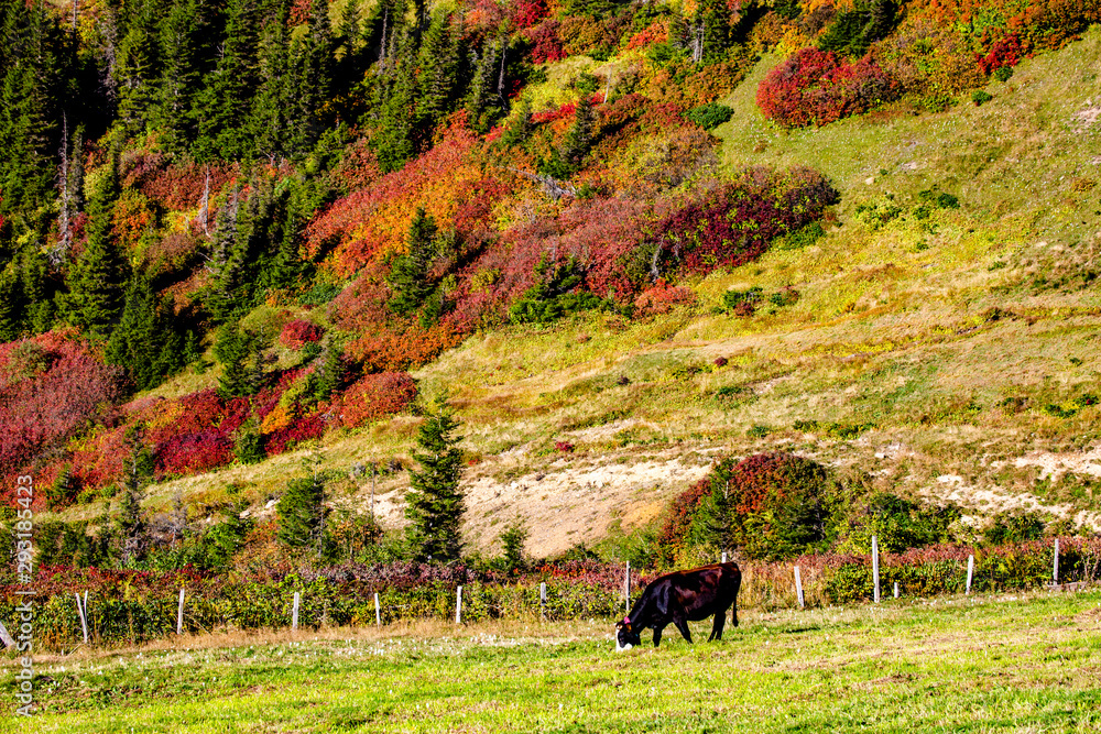 yellow and red colors of autumn yellow and red colors of autumn