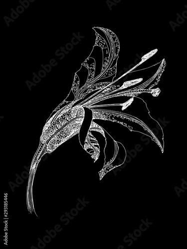 Blooming flower lily hand drawn on black background. Vector illustration. Floral natural design. Graphic, sketch. Beautiful lily flower for background, texture, wrapper pattern, wedding frame, border.