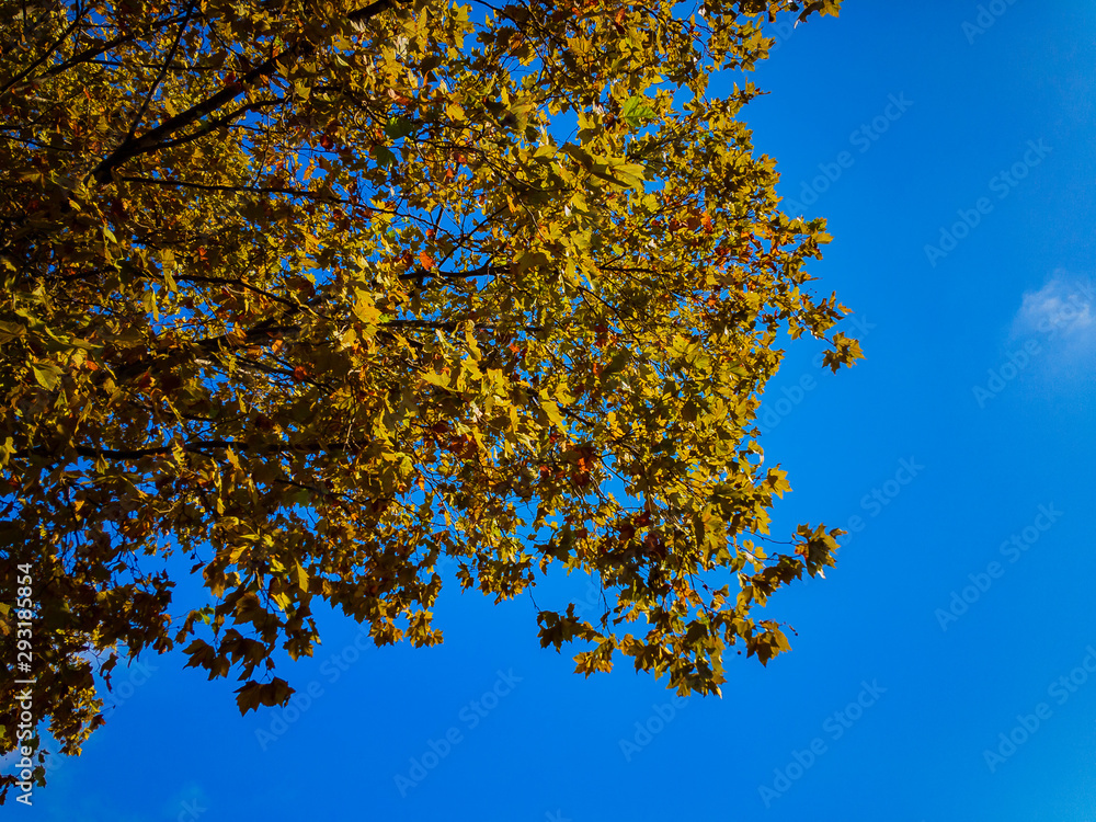 Branches of a plane tree (lat. Platanus) with yellow leaves lit by sunlight against the blue sky on an autumn day.