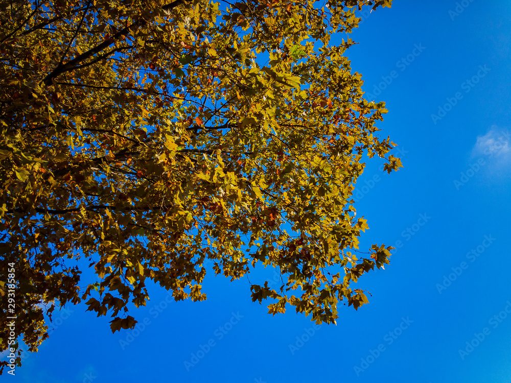 Branches of a plane tree (lat. Platanus) with yellow leaves lit by sunlight against the blue sky on an autumn day. Branches of a plane tree (lat. Platanus) with yellow leaves lit by sunlight against the blue sky on an autumn day.