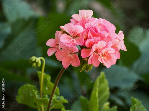 Pink flower head (inflorescence) of pelargonium, also known as geranium, or storksbill photo