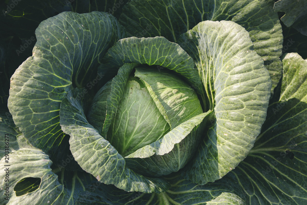 cabbage growing in garden. cabbage growing in garden.