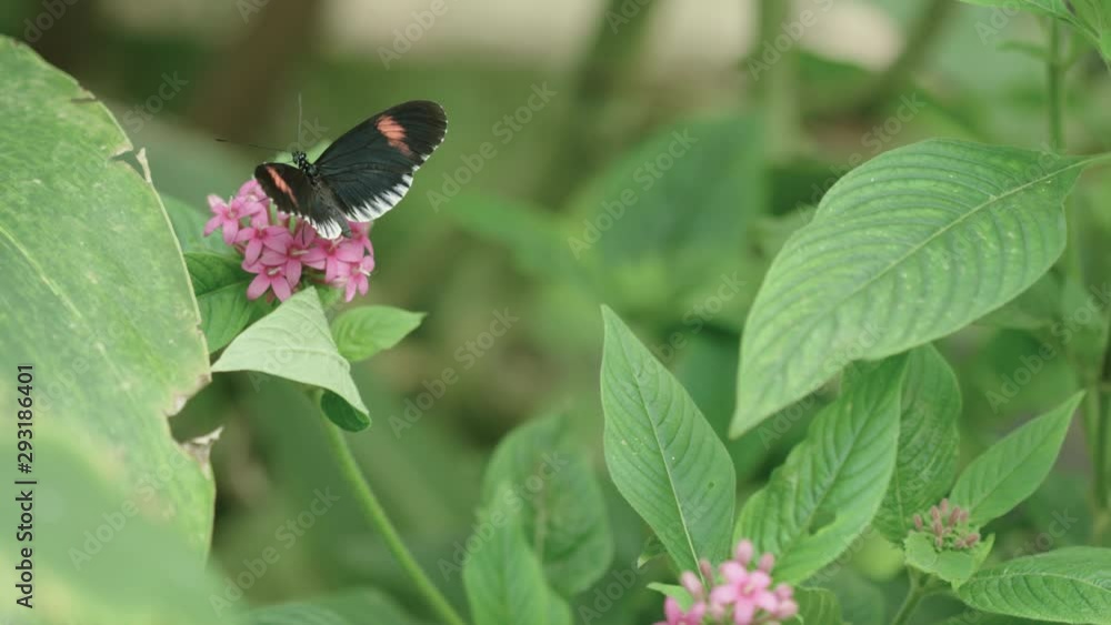 A nymphalidae or four footed butterfly sucks nectar before taking flight A nymphalidae or four footed butterfly sucks nectar before taking flight
