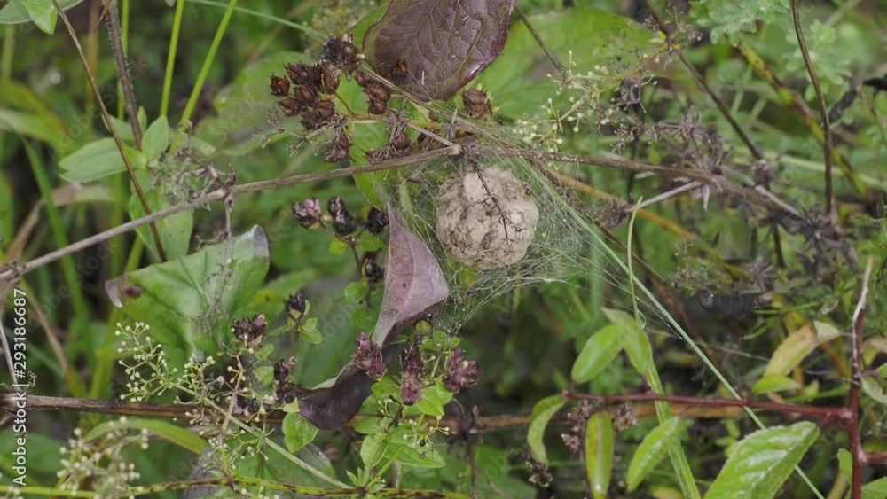Wasp Spider Egg Sac hidden in undergrowth. Zooming in. Wasp Spider Egg Sac hidden in undergrowth. Zooming in.