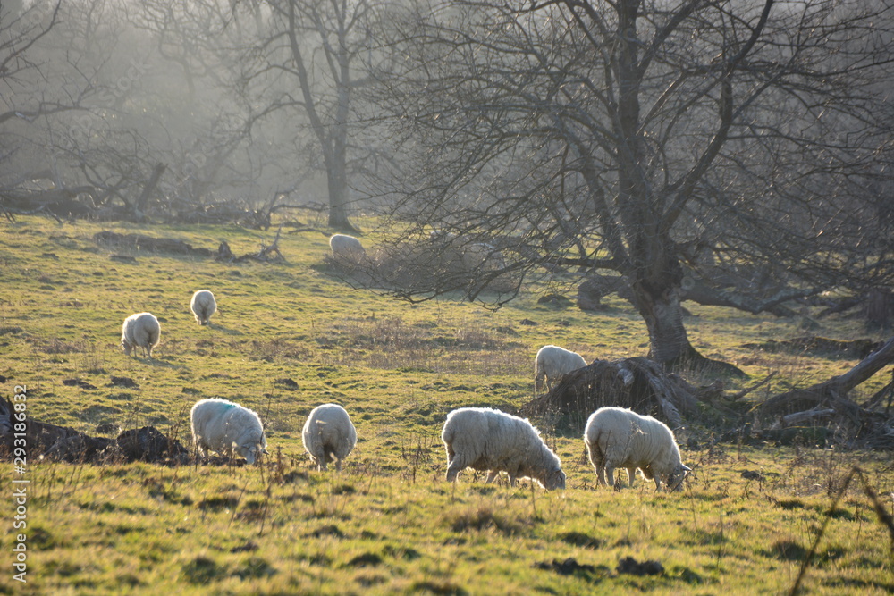 Fototapeta premium flock of sheep in field