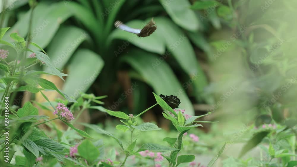 A Hypolimnas Bolina butterfly takes off from a flower and flutters out of frame A Hypolimnas Bolina butterfly takes off from a flower and flutters out of frame