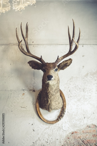 Deer head on the wall. Taxidermy animal of a deer head and vintage frame on the old rotten brick wall. Vintage style. photo