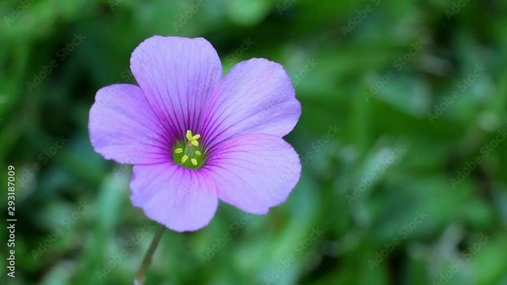 Lilac and yellow geranium flower close-up Lilac and yellow geranium flower close-up
