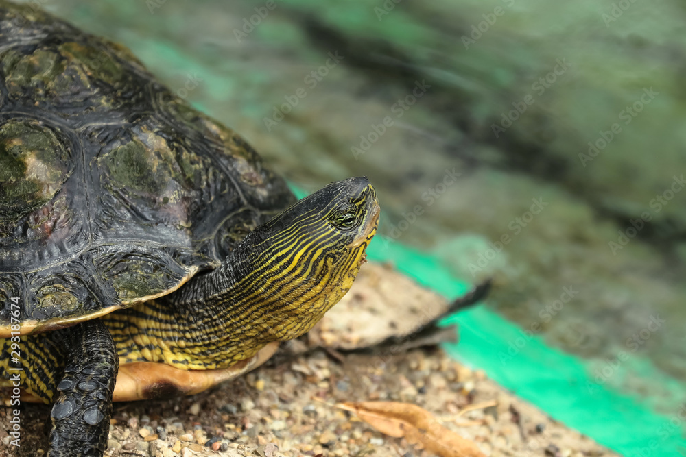 Nahaufnahme einer Schmuckschildkröte, Trachemys scripta scripta Nahaufnahme einer Schmuckschildkröte, Trachemys scripta scripta