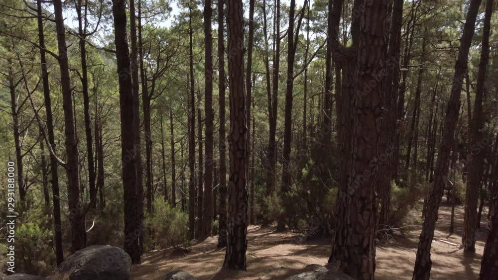 pine tree forest landscape on sunny summer day pine tree forest landscape on sunny summer day
