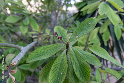 Wallpaper Mural small flower on a leaf Torontodigital.ca