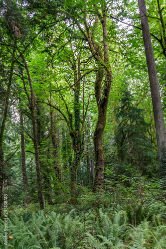 Priest Point Park Trees 5 © George Cole